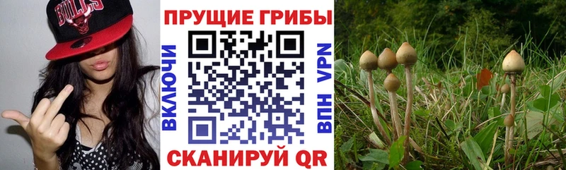 Купить  Красный Сулин  Галлюциногенные грибы Cubensis 